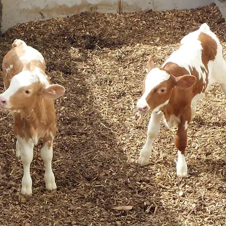 アパート Biohof Meyerhofer *