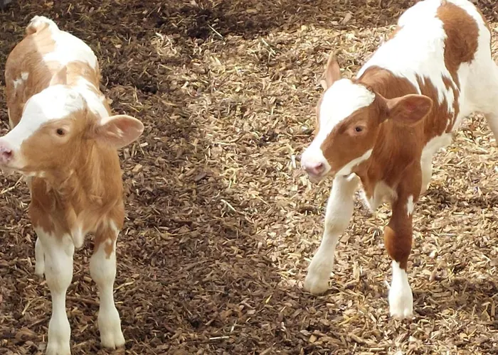 公寓 Biohof Meyerhofer *